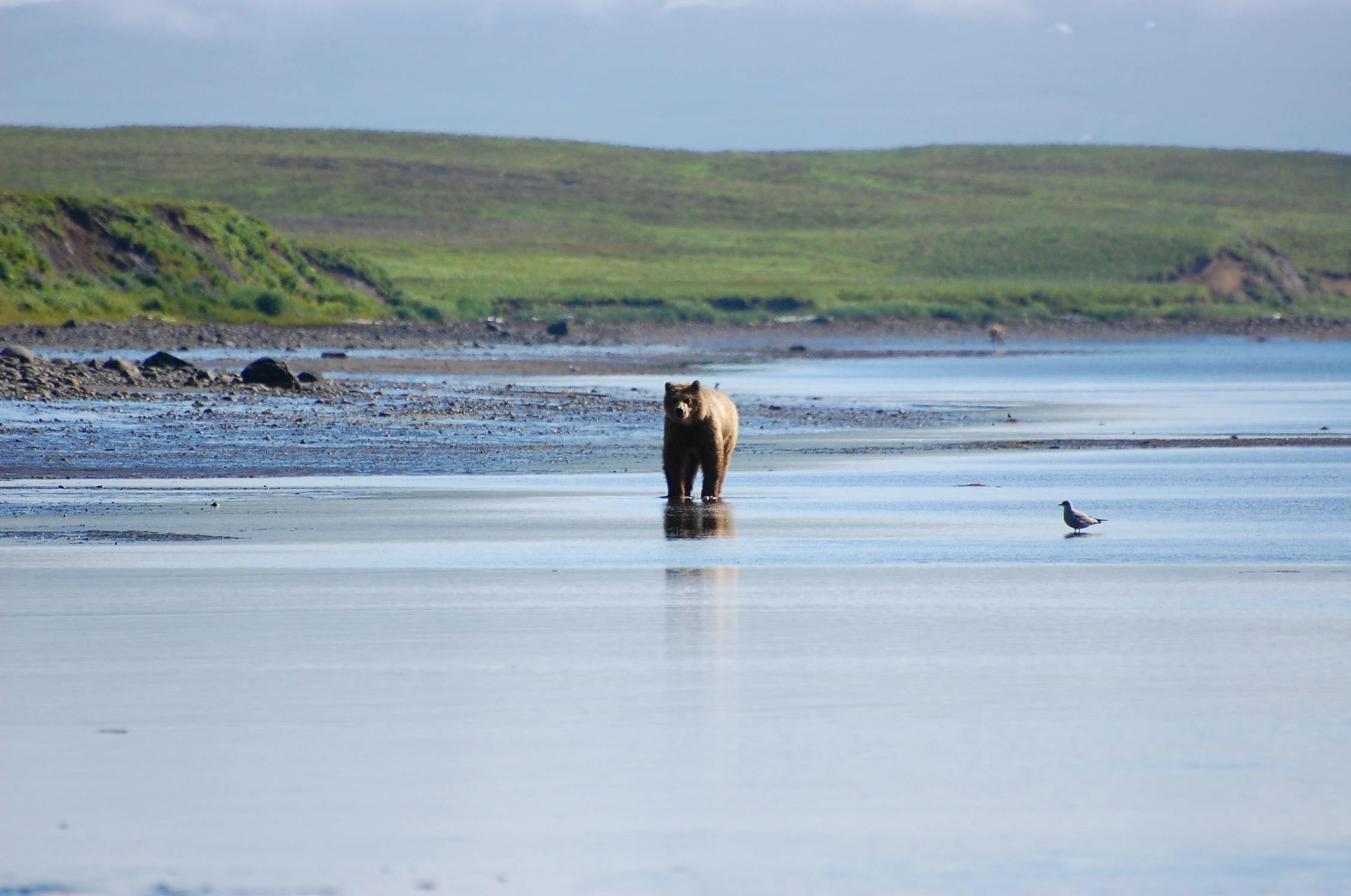 Running brown bear, Izembek National Wildlife Refuge, Alaska